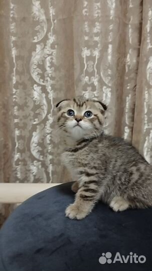 Британские котята