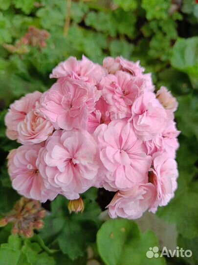 Пеларгония герань