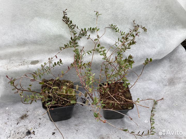 Саженцы клюквы