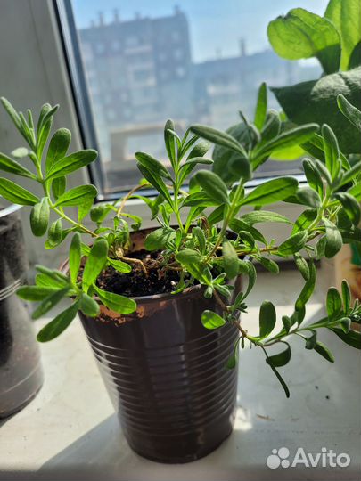 Лаванда узколистная