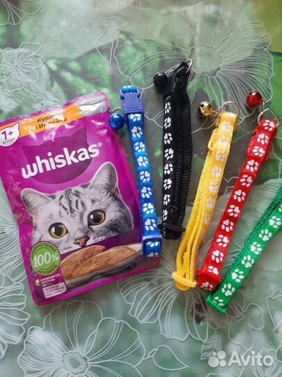 Кошки в добрые руки бесплатно