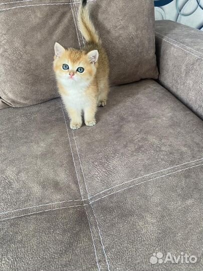 Британский котенок
