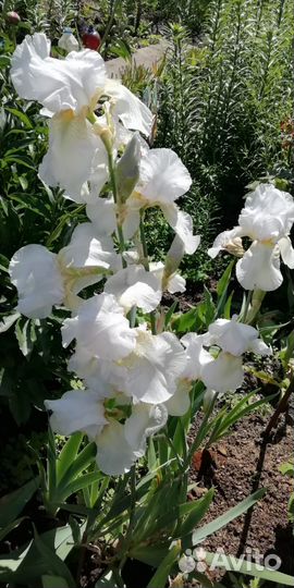 Многолетние цветы саженцы