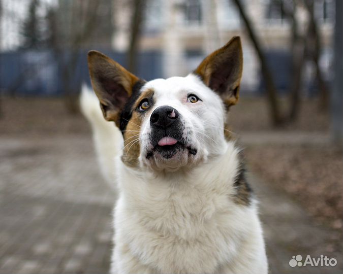 Собака в добрые руки