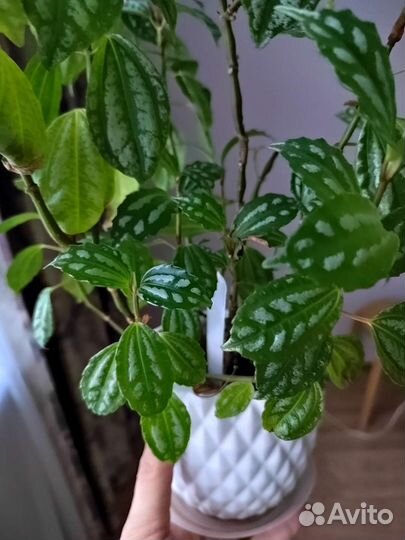 Пилея кадье