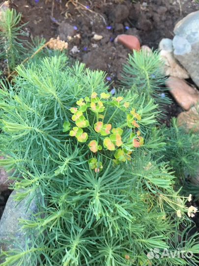 Овсяница,фаларис,очитки, и др.для горки,рокария