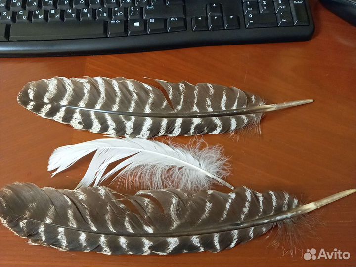 Перо индюка