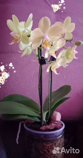 Орхидея фаленопсис