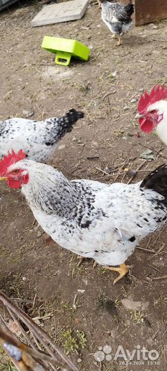 Петухи молодые