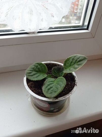 Сортовые фиалки