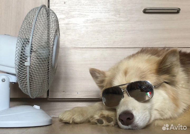 Кинолог, передержка собак