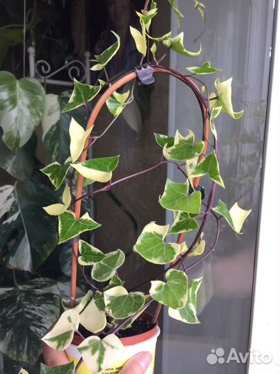 Филодендрон,монстера альба и др комнатные растения