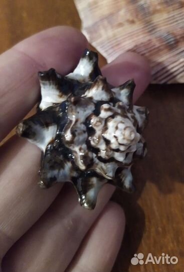 Ракушка-кольцо с Галапагос