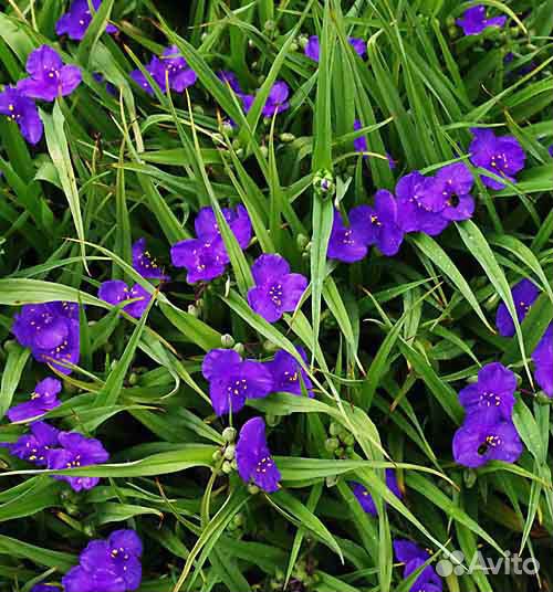 Традесканция садовая