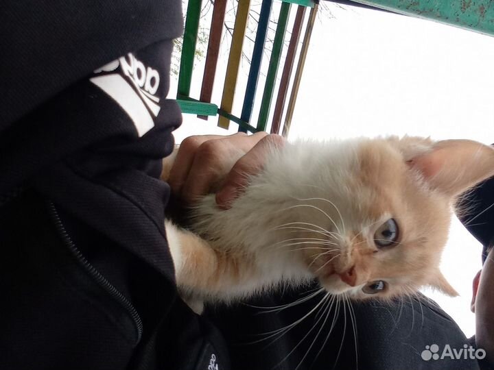 Кошки в добрые руки