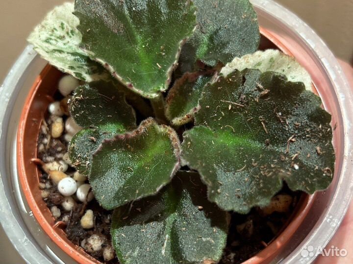 Фиалка Wild Irish rose