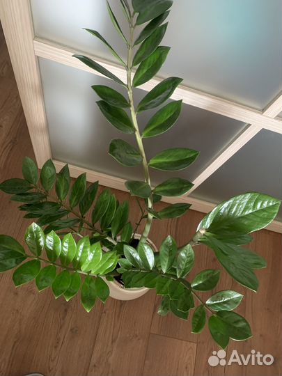 Комнатные растения цветы большие псков