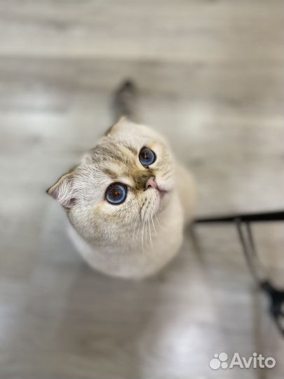 Шотландский кот вязка