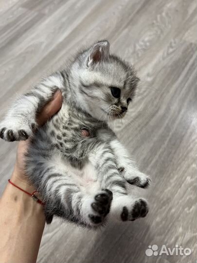 Британские котята