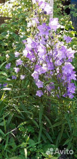 Колокольчик