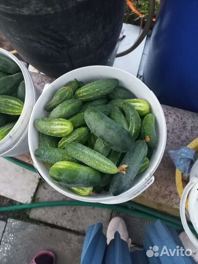 Огурцы дачные