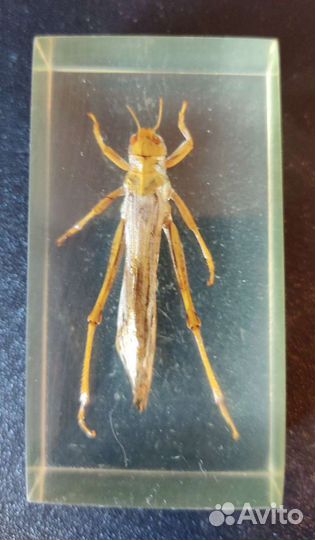 Насекомые коллекция