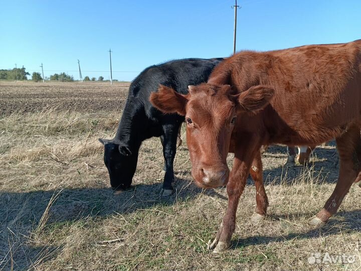 Телята (телочки)