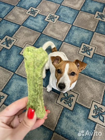 Вязка собак джек рассел