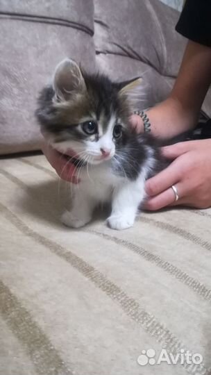 Кошка в дар