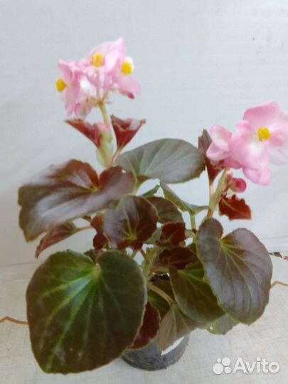 Бегония вечноцветущая для кашпо, клумбы, дома