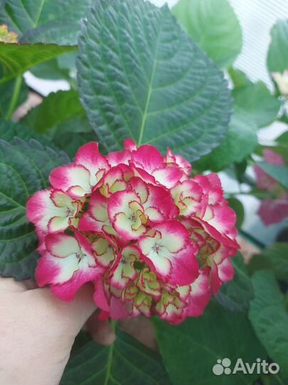Гортензия крупнолистная
