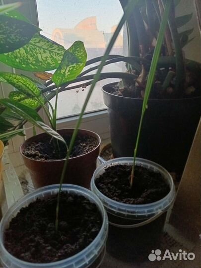 Финиковая пальма саженцы)