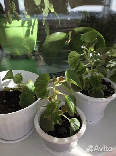 Комнатные цветы