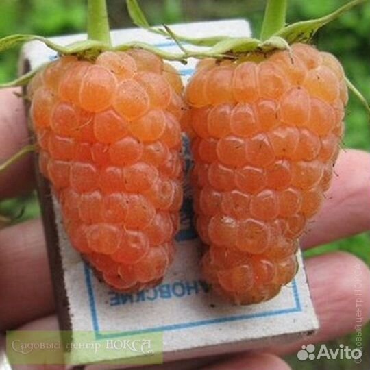 Малина. Саженцы