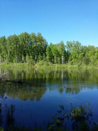 Участок 12 сот. (СНТ, ДНП)