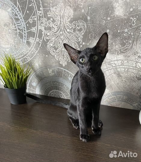 Ориентальный мальчик