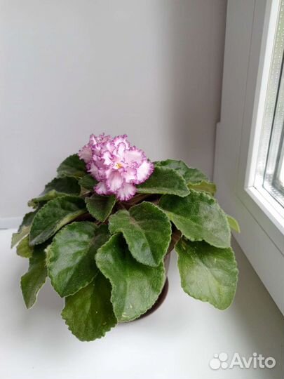 Бегония, фиалка