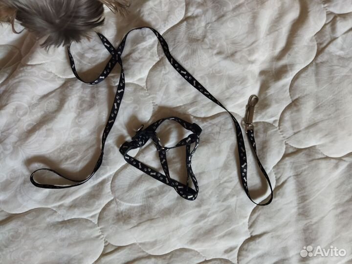 Костюм и шлейка для маленькой собаки