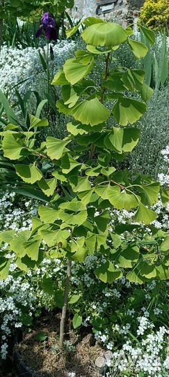 Гинкго двулопастный