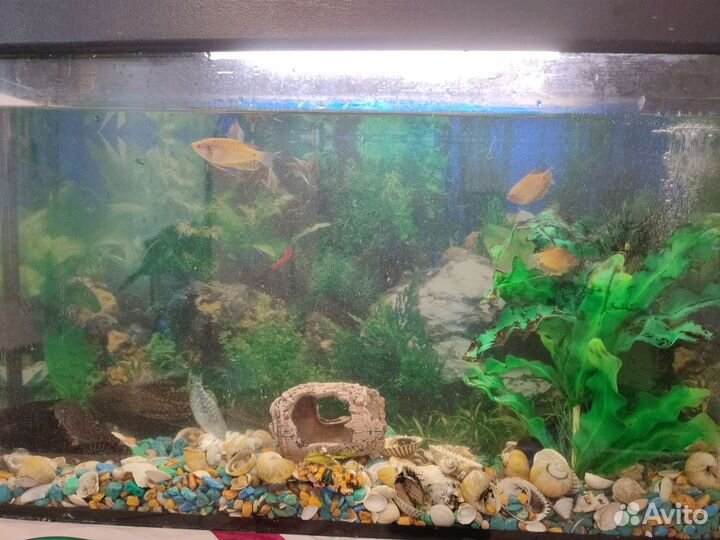 Аквариум