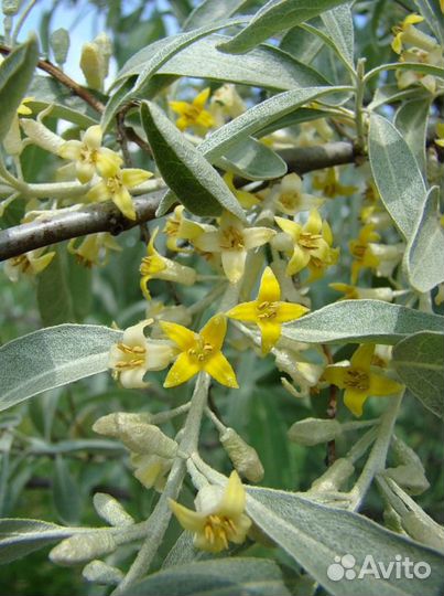 Многолетние растения и кустарники