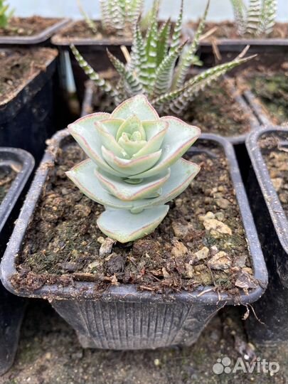 Суккуленты