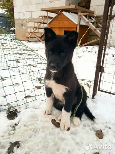 Помесь хаски