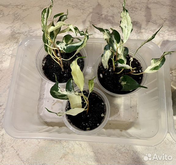 Фикус бенджамина Керли