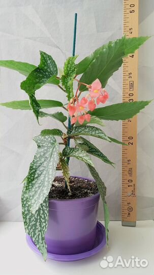 Бегония White Ice большая цветущая