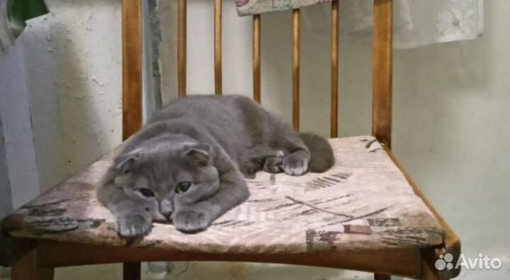 Британская