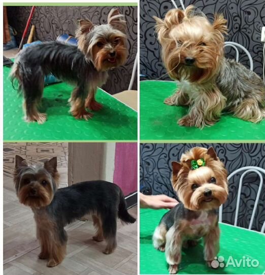 Грумер стрижка собак