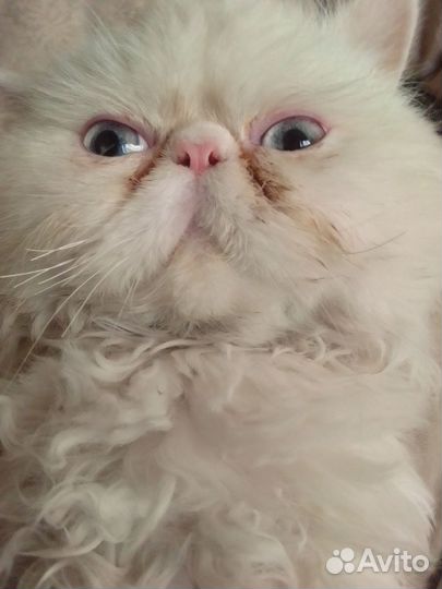 Персидская