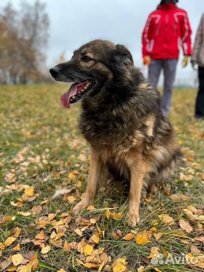 Собака из приюта