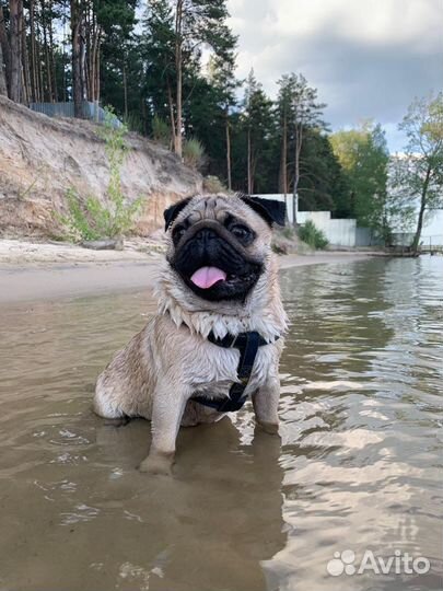 Мопс вязка мальчик